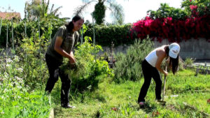 Abel gardening